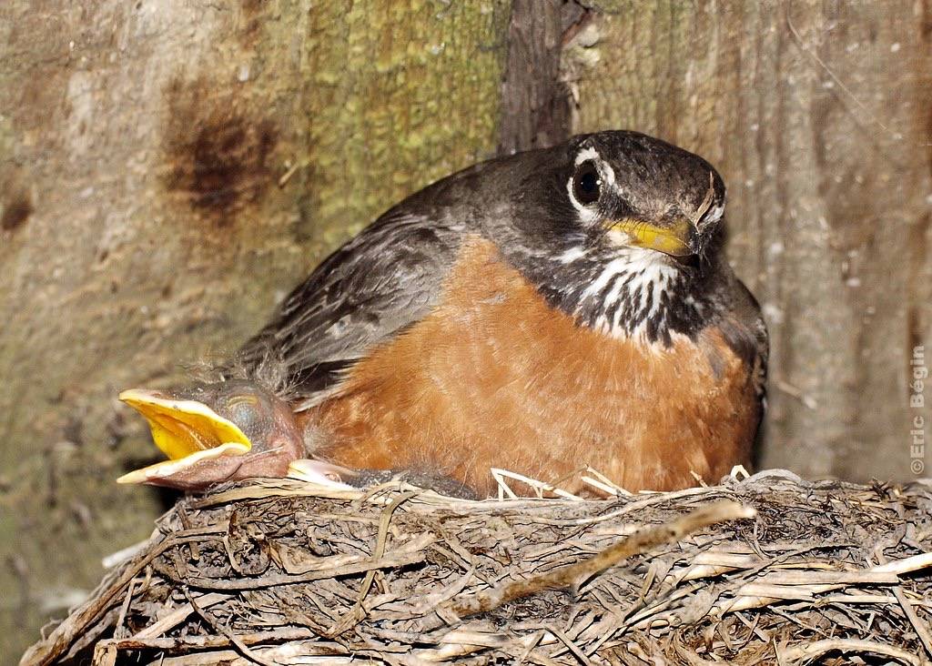 Merle d’Amérique / American Robin by Eric Bégin is licensed under CC BY-NC-ND 2.0